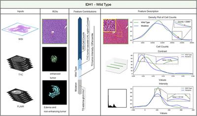 Automated Machine-Learning Framework Integrating Histopathological and Radiological Information for Predicting IDH1 Mutation Status in Glioma